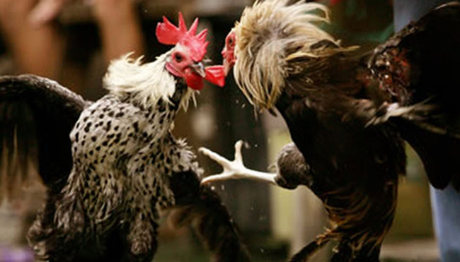 Tips Melatih Pukulan Ayam Sabung Terbaik